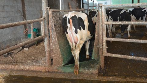 Pédiluve pour vaches laitières