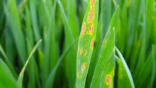 La nuisibilité des taches physiologiques est « faible à nulle » sur céréales à paille, selon Arvalis. La nuisibilité des taches physiologiques est « faible à nulle » sur céréales à paille, selon Arvalis.