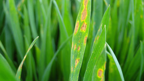 La nuisibilité des taches physiologiques est « faible à nulle » sur céréales à paille, selon Arvalis.