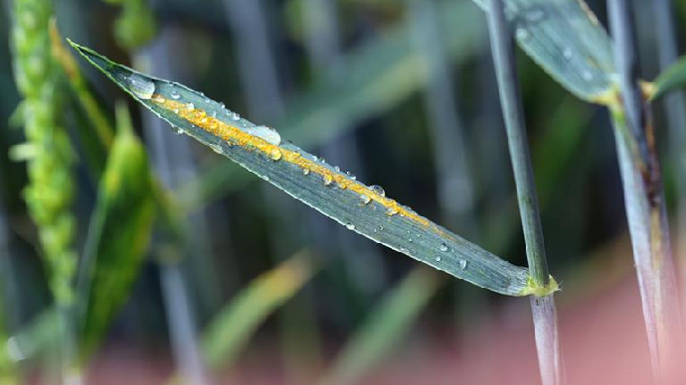 Contre rouille jaune et septoriose, misez sur un solide programme fongicide