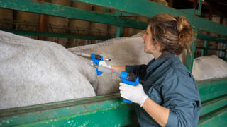 Les Assises du sanitaire animal, pilotées par le ministère de l’Agriculture, amorcent un tournant stratégique dans la gestion des risques en élevage. Les Assises du sanitaire animal, pilotées par le ministère de l’Agriculture, amorcent un tournant stratégique dans la gestion des risques en élevage.