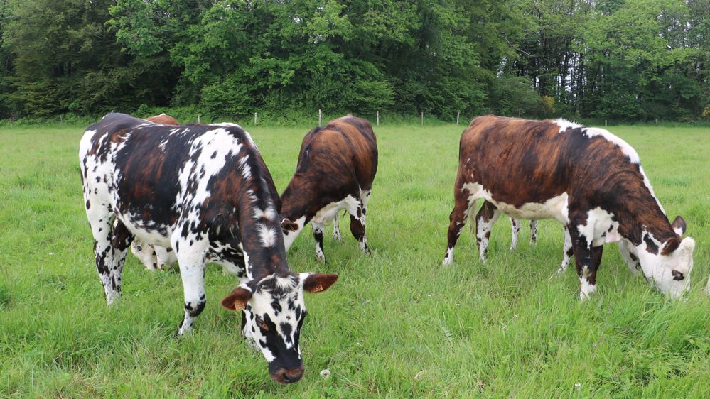 vaches laitières en pâture