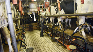 En janvier 2025 la collecte de lait bio a décroché de 8,6 % par rapport à janvier 2024 .