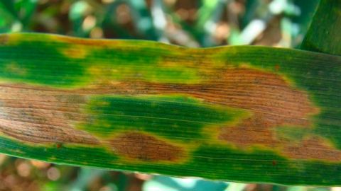 La septoriose se propage du bas vers le haut de la plante en fonction de la fréquence et de l’intensité des pluies.
