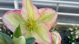 Helleborus Winter Sparkle® White. Helleborus Winter Sparkle® White.