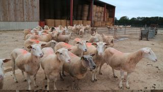 Le manque de marchandise continue de soutenir les prix qui se sont établis à 10,1 €/kg de carcasse en moyenne en mars.