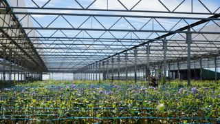 Dans leurs infolettres, les pépinières Javoy visent l'ensemble de leurs cibles commerciales et présentent toutes les gammes de produits de l'entreprise.