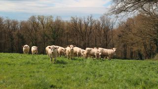 Avec 15 jours d'avance, la pousse de l'herbe dans les prairies permanentes dépasse la normale au 20 avril 2025.