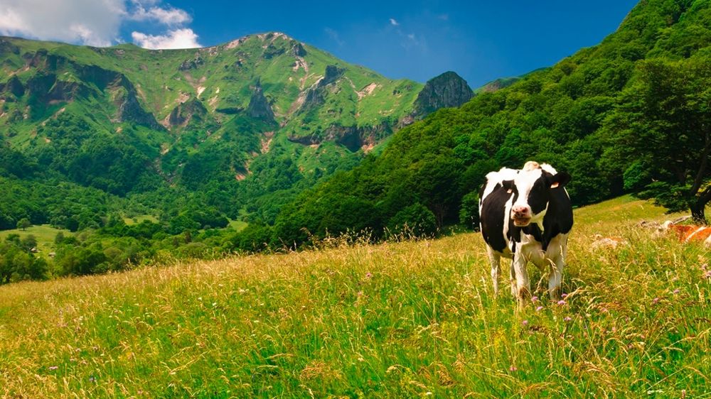 Vache en montagne