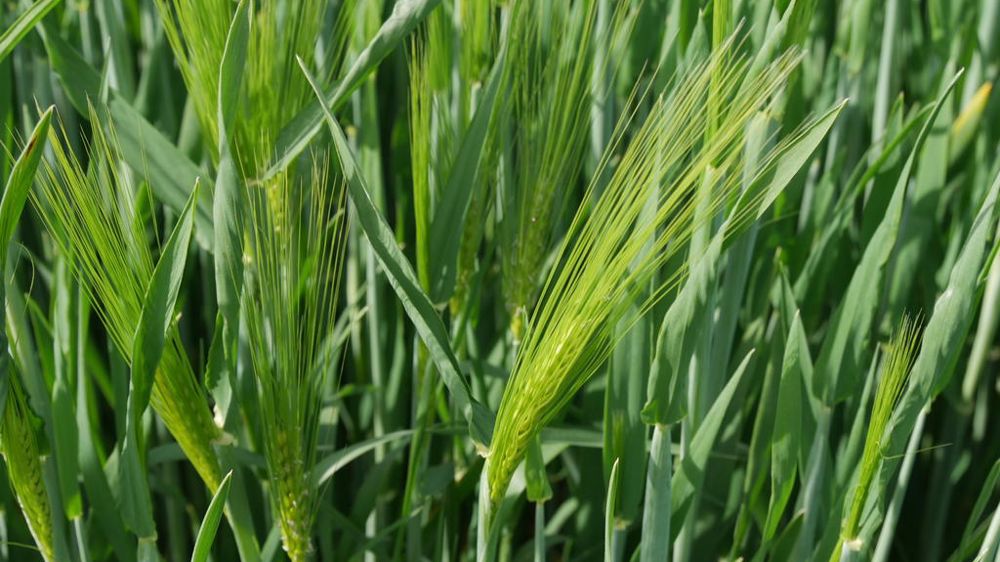 En orge d'hiver, le stade épiaison a fortement progressé, passant de 7% à 39% entre le 22 et le 28 avril 2025, indique Céré'Obs.