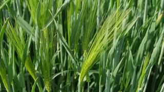 En orge d'hiver, le stade épiaison a fortement progressé, passant de 7 % à 39 % entre le 22 et le 28 avril 2025, indique Céré'Obs.