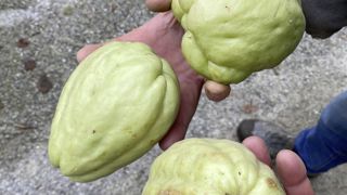 La chayote est une vivace grimpante qui produit de nombreux légumes-fruits.