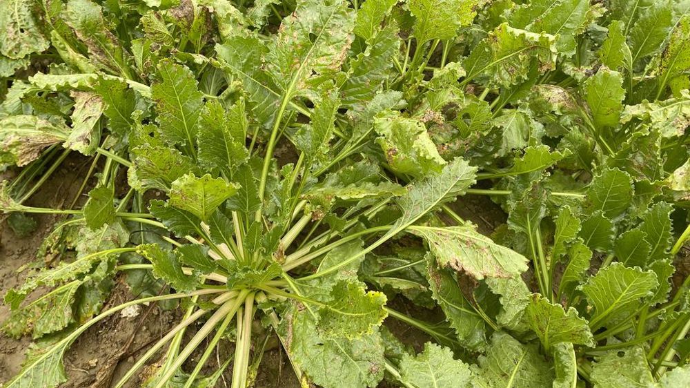 La cercosporiose a été à nouveau très présente en 2024, ce qui a nécessité plus de passages de fongicides.