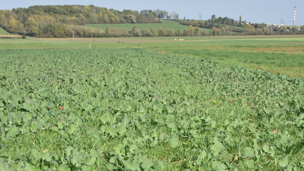 La situation a été parfois tendue en prélevée dans certaines parcelles infestées en graminées.