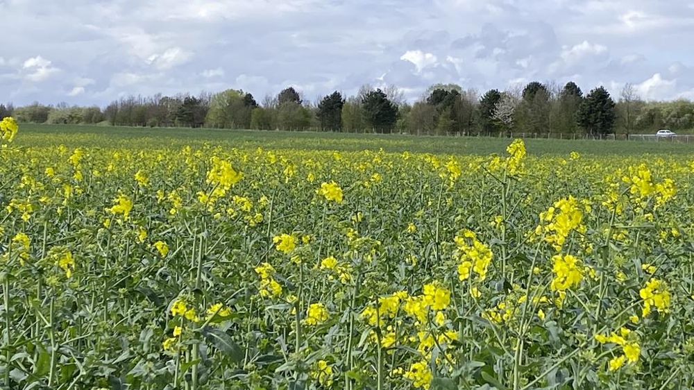 Les surfaces de colza devraient se stabiliser, voire progresser lors des semis de 2025.
