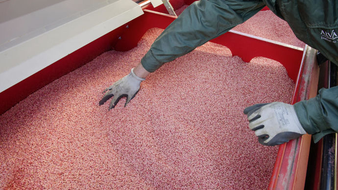 Les surfaces de céréales à paille avec un traitement de semences auraient progressé de 3 % à l'automne 2024.