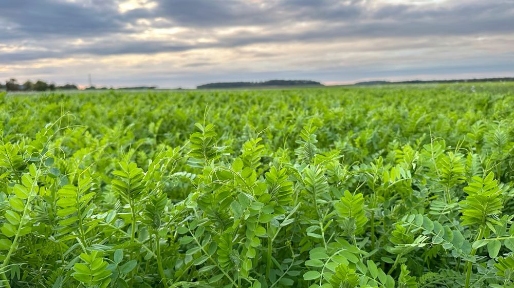 Les semenciers étoffent leur gamme de légumineuses à l'instar de Semences de France qui lance Benefit,une vesce commune de printemps.