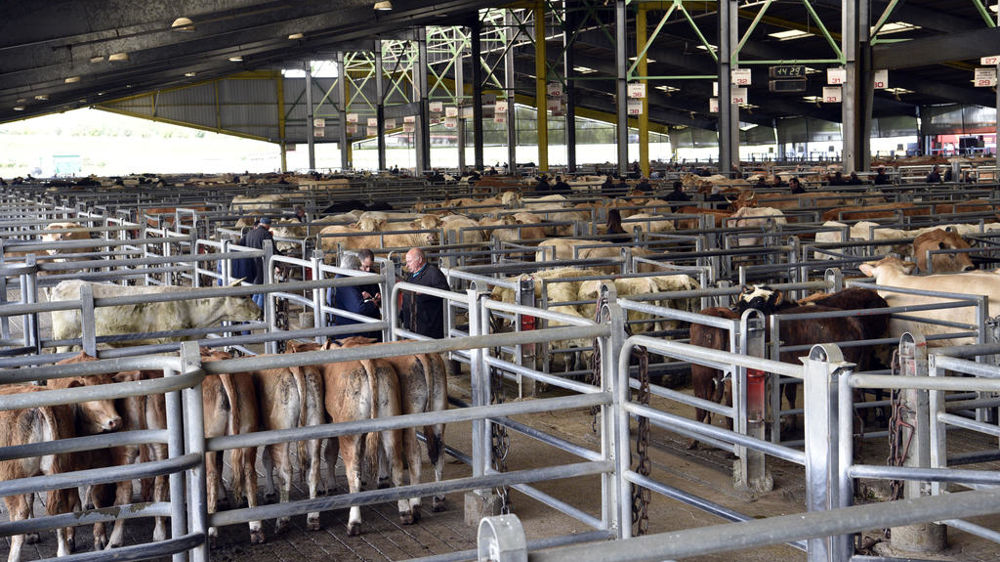Les apports d'animaux sur les marchés au bestiaux ont reculé de 6 % par rapport à 2023.