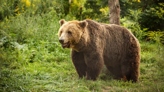 Les agriculteurs qui vivent au contact des ours sont victimes de violents traumatismes. Les agriculteurs qui vivent au contact des ours sont victimes de violents traumatismes.