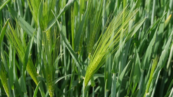 Les orges brassicoles passent d’un déficit à un excédent