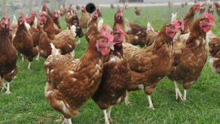 Le niveau de risque vis-à-vis de l'influenza aviaire est abaissé à « négligeable » à compter du 8 mai 2025, ce qui correspond à son niveau le plus faible.