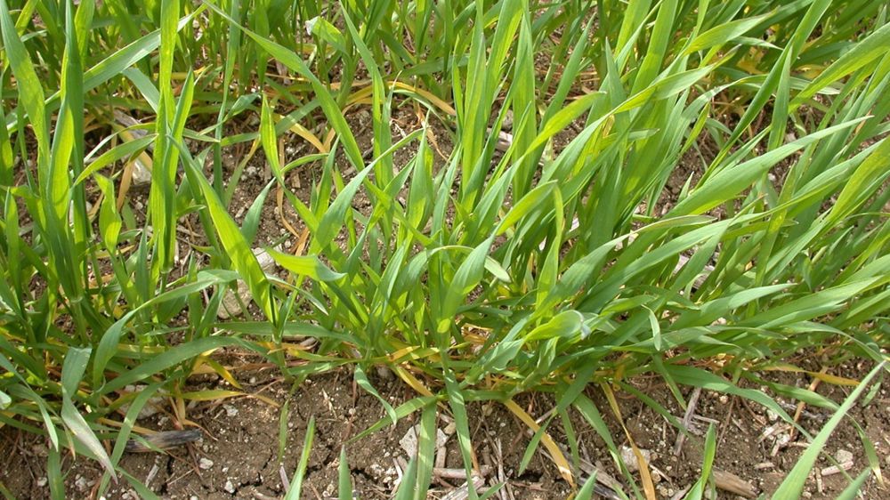 Les rendements des céréales n’ont pas une réponse linéaire à l’azote.