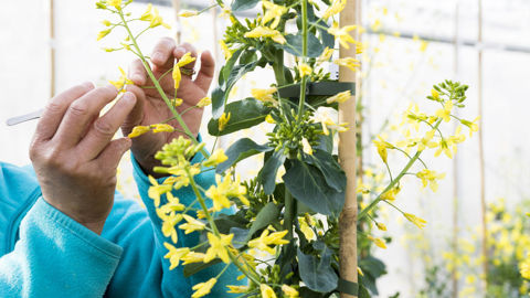 L’ESAAF se propose d’apporter « une expertise scientifique indépendante de haut niveau ». L’ESAAF se propose d’apporter « une expertise scientifique indépendante de haut niveau ».