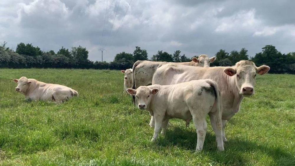Le vice-premier ministre chinois était en visite dans un élevage de Charolaises dans l'Eure ce mardi 13 mai. (image d'illustration)