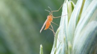 La femelle de la cécidomyie a besoin que la fleur soit bien ouverte pour pondre à l’intérieur. La femelle de la cécidomyie a besoin que la fleur soit bien ouverte pour pondre à l’intérieur.