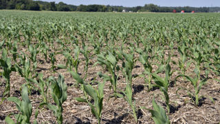 Avec 1,48 million d'hectares estimés pour 2025, la sole de maïs grain serait en baisse de 8 % sur un an.