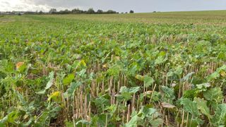 Le colza semé à la volée après la moisson, sans travail du sol préalable, couvre vite le sol et est plus robuste en début de cycle. Le colza semé à la volée après la moisson, sans travail du sol préalable, couvre vite le sol et est plus robuste en début de cycle.