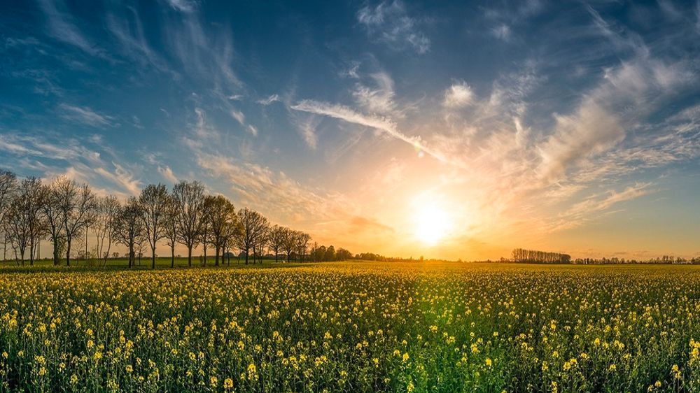 Champ de colza au coucher du soleil