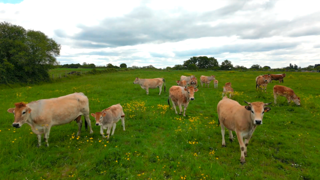 Bien qu'elle ait failli disparaître, la vache nantaise conquiert de plus en plus d'éleveurs (environ 70 éleveurs aujourd'hui pour 1600 vaches). Bien qu'elle ait failli disparaître, la vache nantaise conquiert de plus en plus d'éleveurs (environ 70 éleveurs aujourd'hui pour 1600 vaches).
