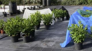 La station Astredhor Pays de la Loire des Ponts-de-Cé (49) a expérimenté le bénéfice des toiles d’ombrage ainsi que le blanchiment de l’aire de production.