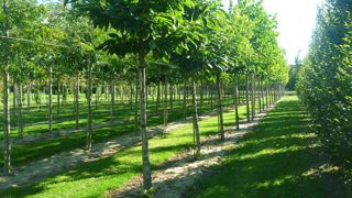 Sous l'égide de l'Office national des forêts, le projet « Esperense »  évalue le potentiel d’avenir de différentes essences. Parmi elles, le Quercus castaneifolia, chêne à feuille de châtaignier...