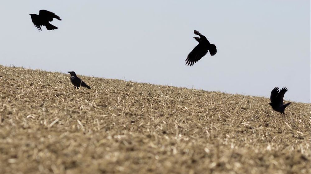 Le corbeau freux et la corneille noire ont été déclassées de la liste des espèces susceptibles d’occasionner des dégâts dans plusieurs départements.