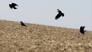 Le corbeau freux et la corneille noire ont été déclassées de la liste des espèces susceptibles d’occasionner des dégâts dans plusieurs départements. Le corbeau freux et la corneille noire ont été déclassées de la liste des espèces susceptibles d’occasionner des dégâts dans plusieurs départements.