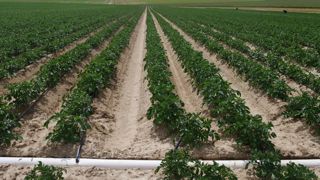 La microirrigation est une solution qui se développe en pommes de terre.