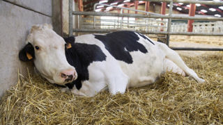 Seulement 25 % des éleveurs européens connaissent la fièvre Q, qui touche pourtant directement la reproduction des ruminants (vêlages précoces, infertilité, avortements, etc.). Seulement 25 % des éleveurs européens connaissent la fièvre Q, qui touche pourtant directement la reproduction des ruminants (vêlages précoces, infertilité, avortements, etc.).