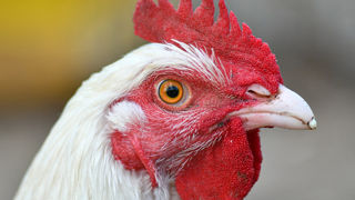 La Chine a immédiatement suspendu ses importations de viande de volailles en provenance du Brésil après l'apparition d'un foyer dans un élevage. (photo d'illustration) La Chine a immédiatement suspendu ses importations de viande de volailles en provenance du Brésil après l'apparition d'un foyer dans un élevage. (photo d'illustration)
