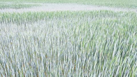 Déficit record de pluie dans le Nord, placé en « vigilance sécheresse »