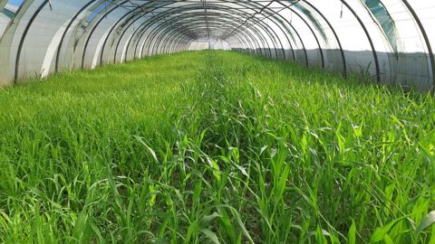 Dans cet essai, des apports de matière organique ont été réalisés sous forme d’engrais verts et d’apports de broyat et de compost de déchets verts.