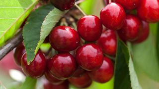 Le prix voté de 4,98 € la barquette de 500 g permettra aux arboriculteurs de vivre et réinvestir dans leur verger. Le prix voté de 4,98 € la barquette de 500 g permettra aux arboriculteurs de vivre et réinvestir dans leur verger.
