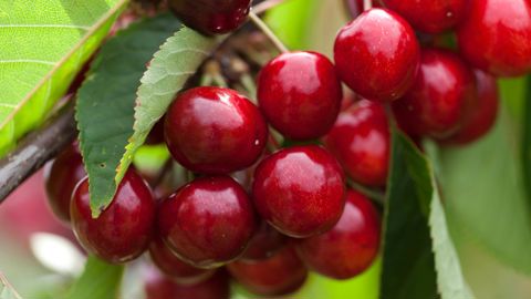 Le prix voté de 4,98 € la barquette de 500 g permettra aux arboriculteurs de vivre et réinvestir dans leur verger. Le prix voté de 4,98 € la barquette de 500 g permettra aux arboriculteurs de vivre et réinvestir dans leur verger.