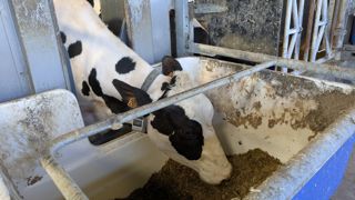 L'ingestion à l'auge des vaches est mesurée grâce à des auges peseuses. L'ingestion à l'auge des vaches est mesurée grâce à des auges peseuses.