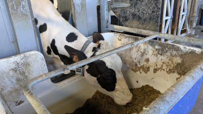 Élevage laitier : l’optimisation individuelle des concentrés encore hors de portée
