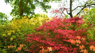 Le domaine de Boutiguéry, dans le Finistère, est le royaume des rhododendrons et des azalées. Le domaine de Boutiguéry, dans le Finistère, est le royaume des rhododendrons et des azalées.
