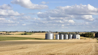 En blé tendre et en orges, la révision à la hausse par FranceAgriMer des exportations sur 2024-2025 a conduit à abaisser les estimations de stocks finaux.
