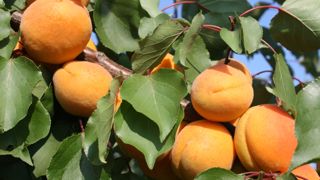 La production d’abricots en France devrait être en hausse de 31 % cette année.