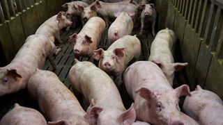 Le gouvernement estime qu'une réglementation spécifique à l'agriculture serait plus adaptée « aux réalités » des installations d'élevage. Le gouvernement estime qu'une réglementation spécifique à l'agriculture serait plus adaptée « aux réalités » des installations d'élevage.